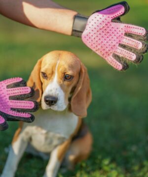 Koiran harjaushanska- tarjoustaivas.fi